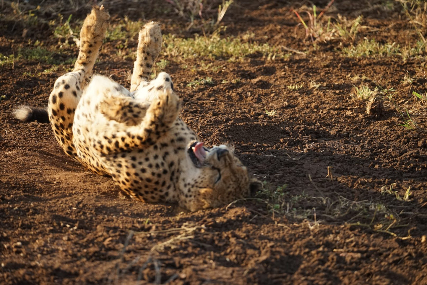  Bayete Zulu Lodges