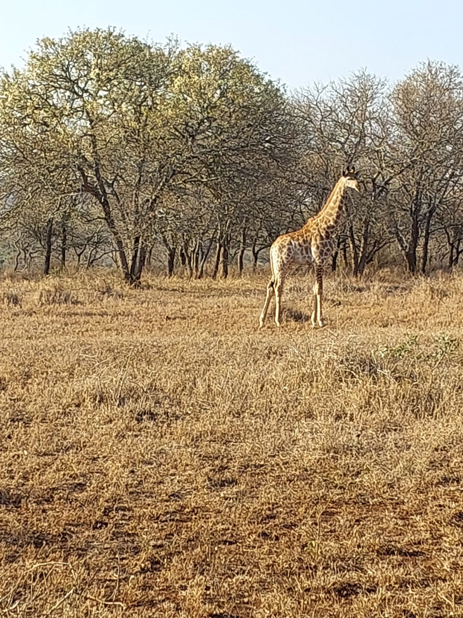  Bayete Zulu Lodges