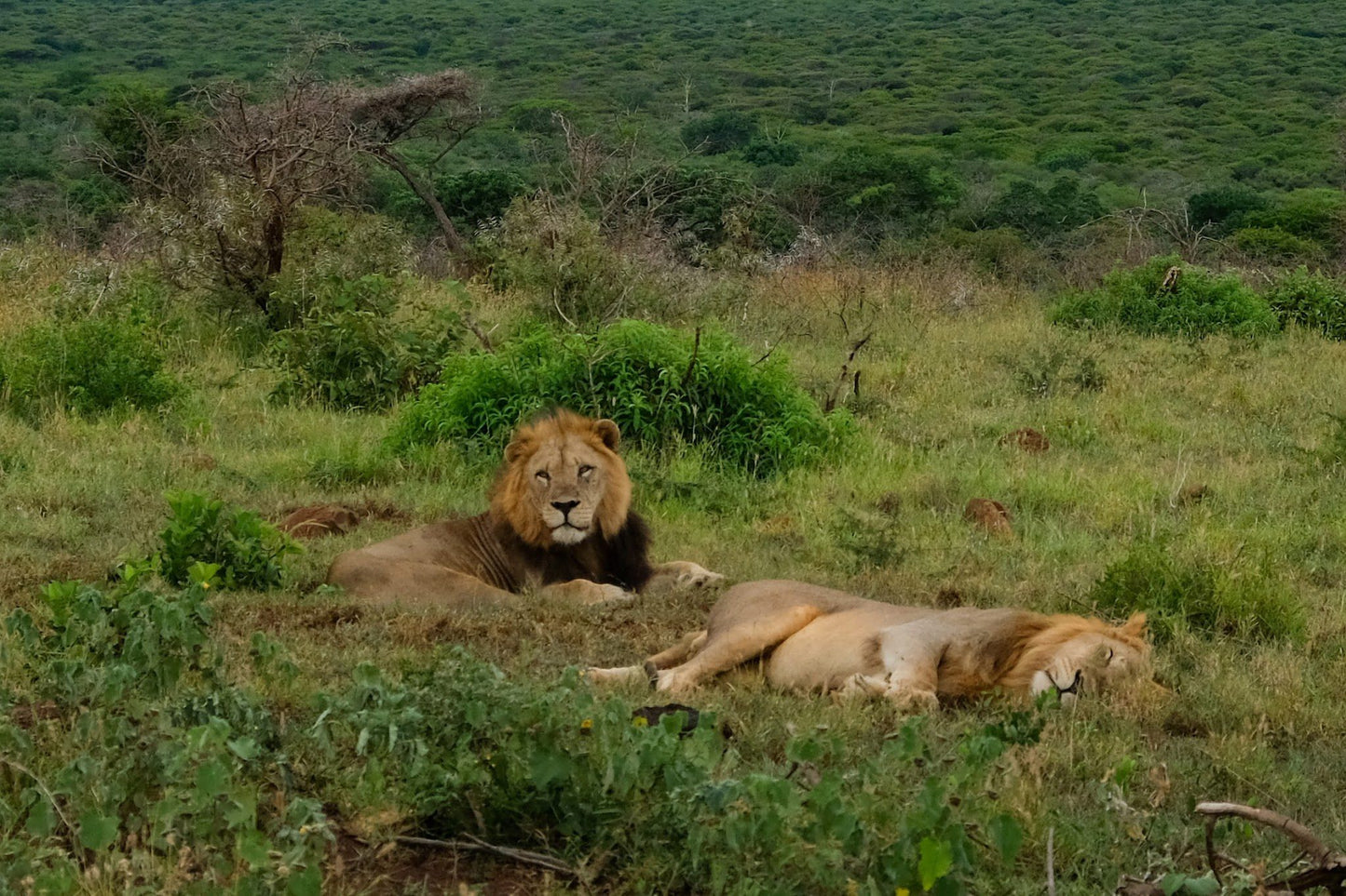  Bayete Zulu Lodges