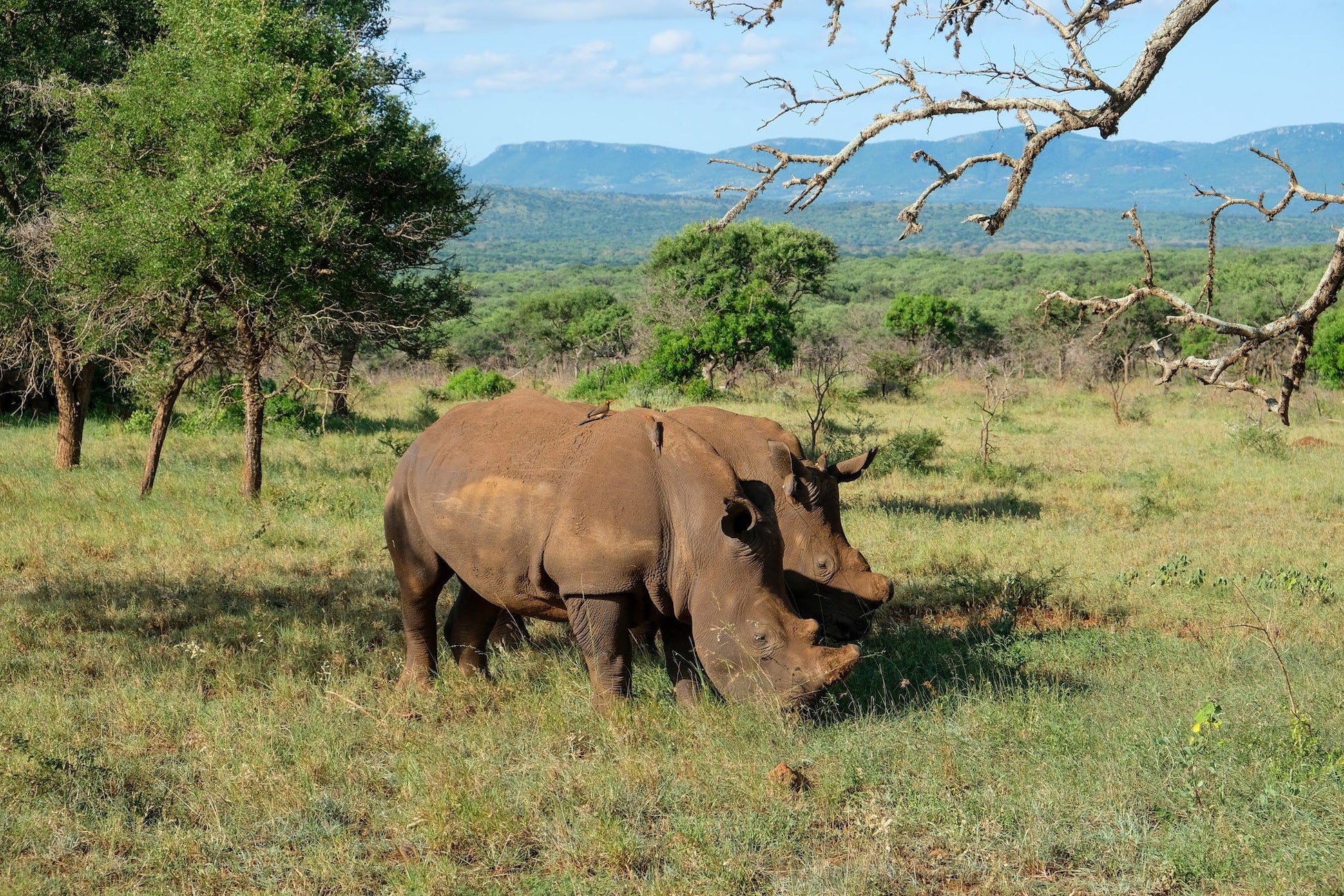  Bayete Zulu Lodges