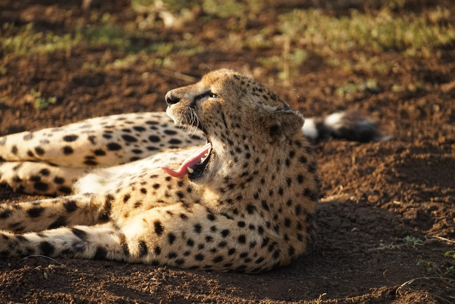  Bayete Zulu Lodges