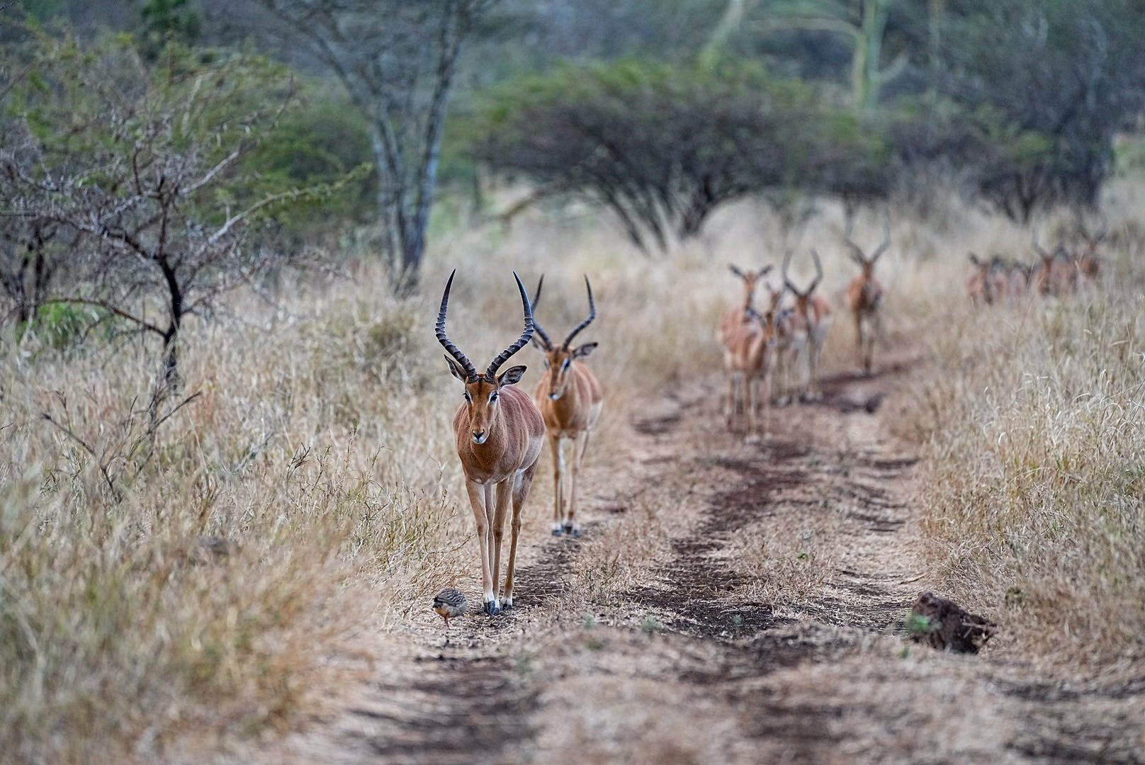  Bayete Zulu Lodges