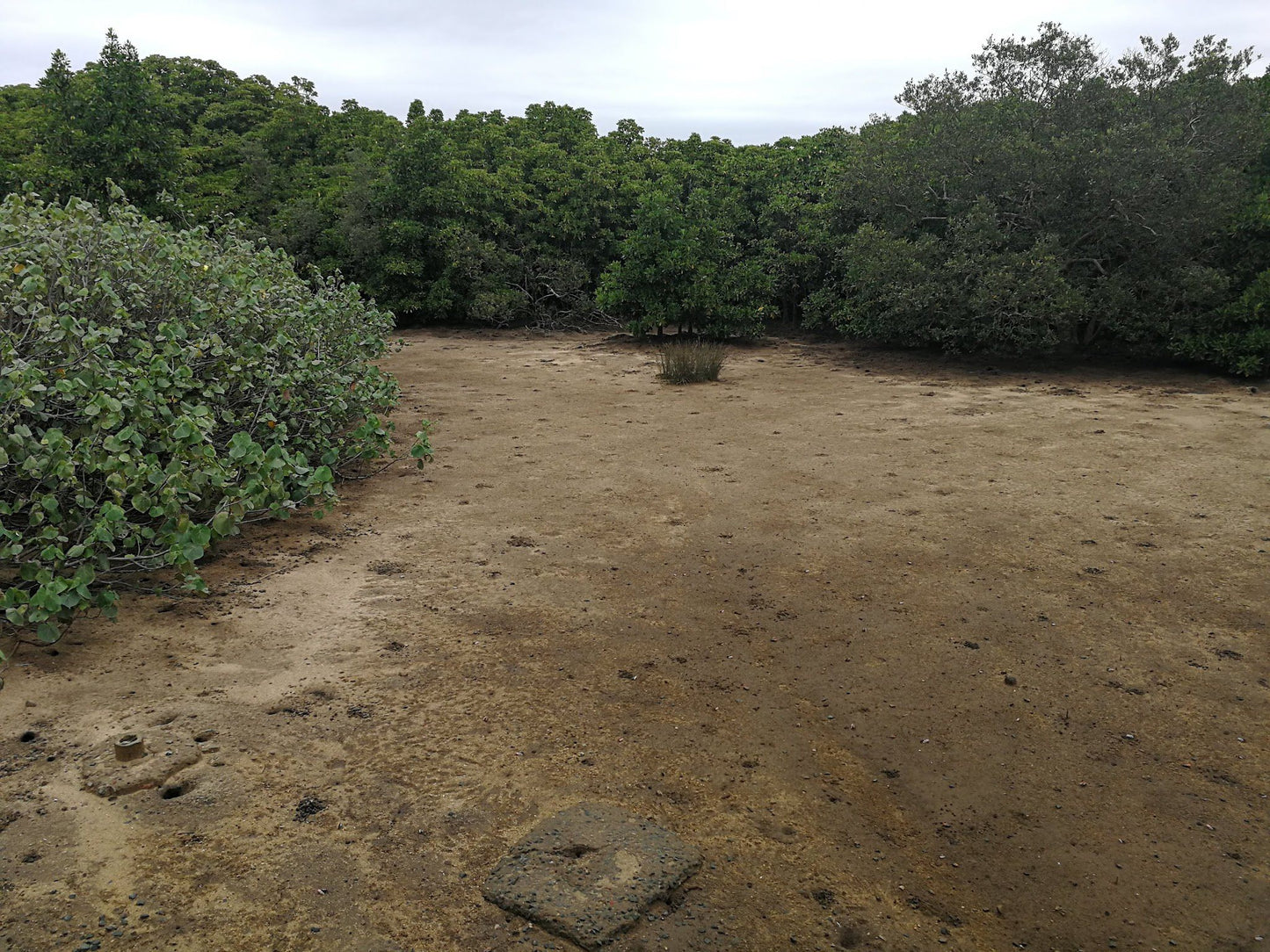  Beachwood Mangroves Nature Reserve
