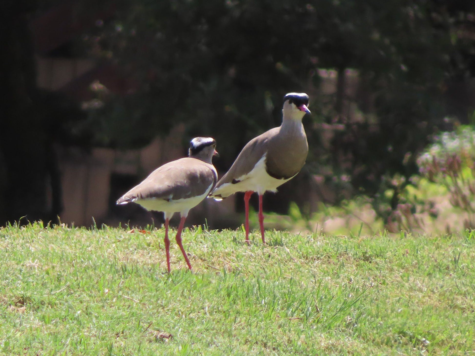  Beaulieu Bird Sanctuary