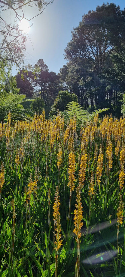  Bel Ombre Meadow