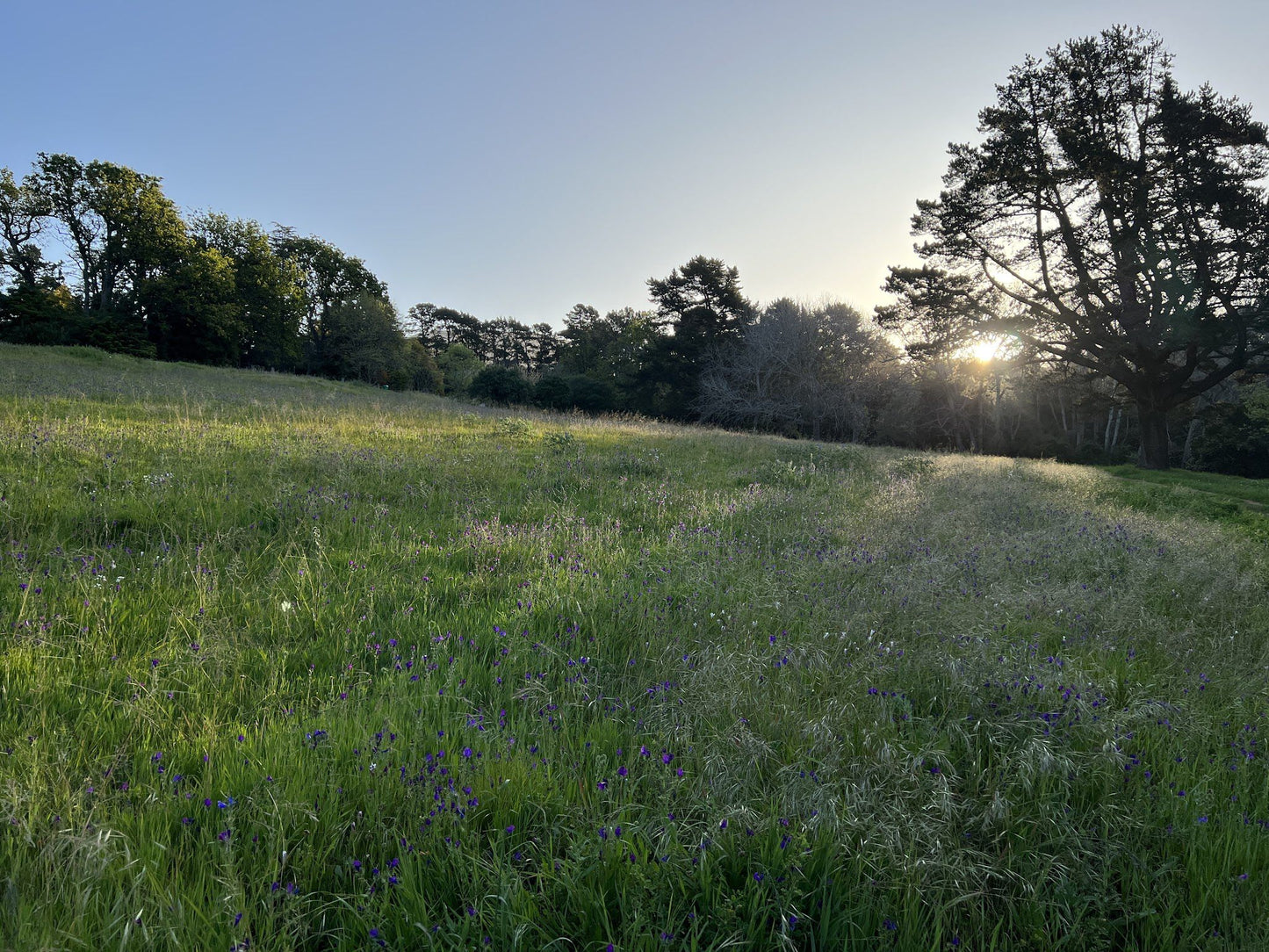  Bel Ombre Meadow