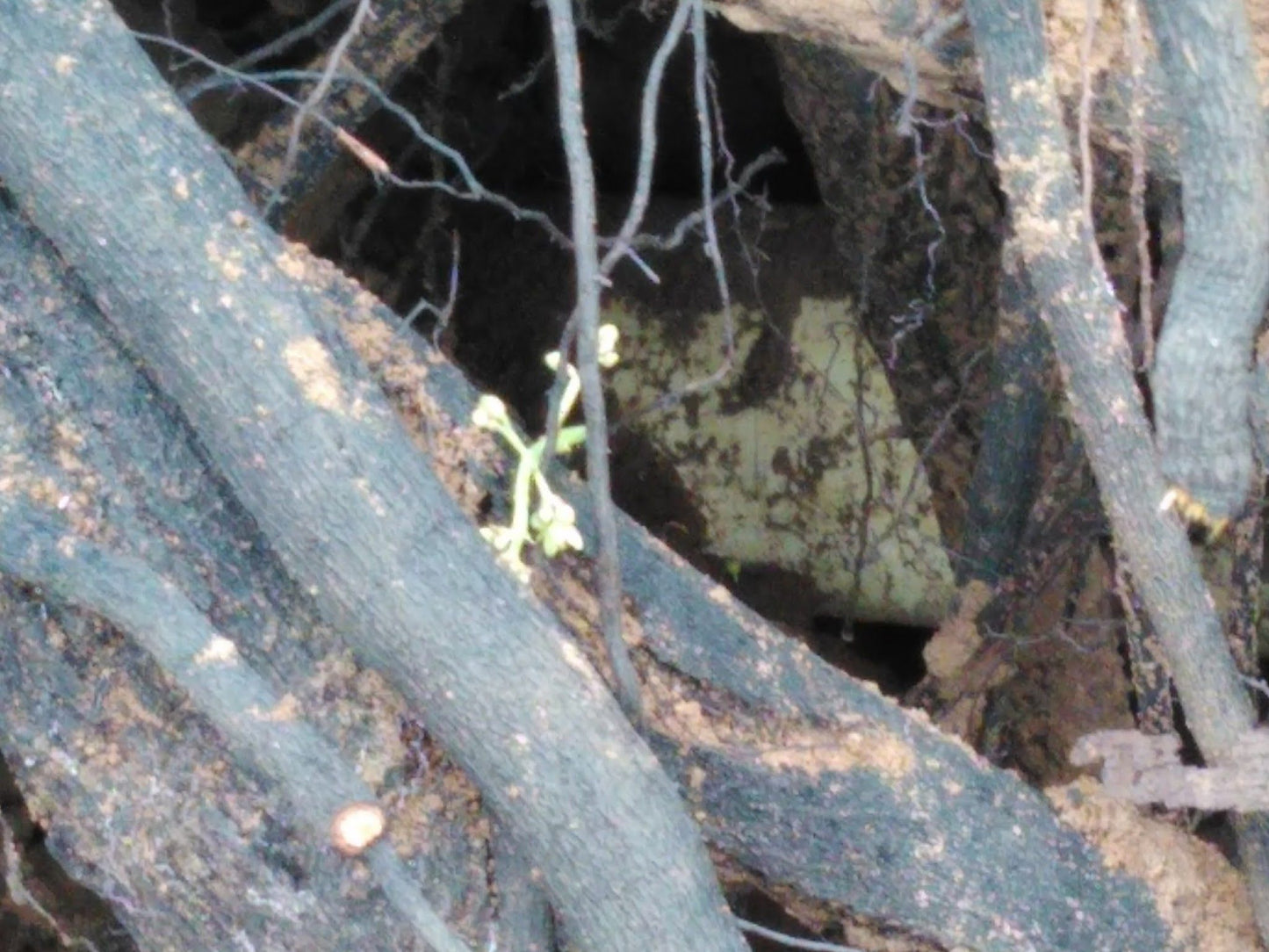  Bendigo Nature Reserve