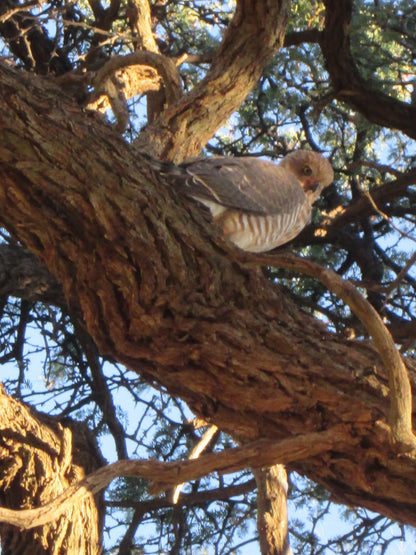  Benfontein Nature Reserve