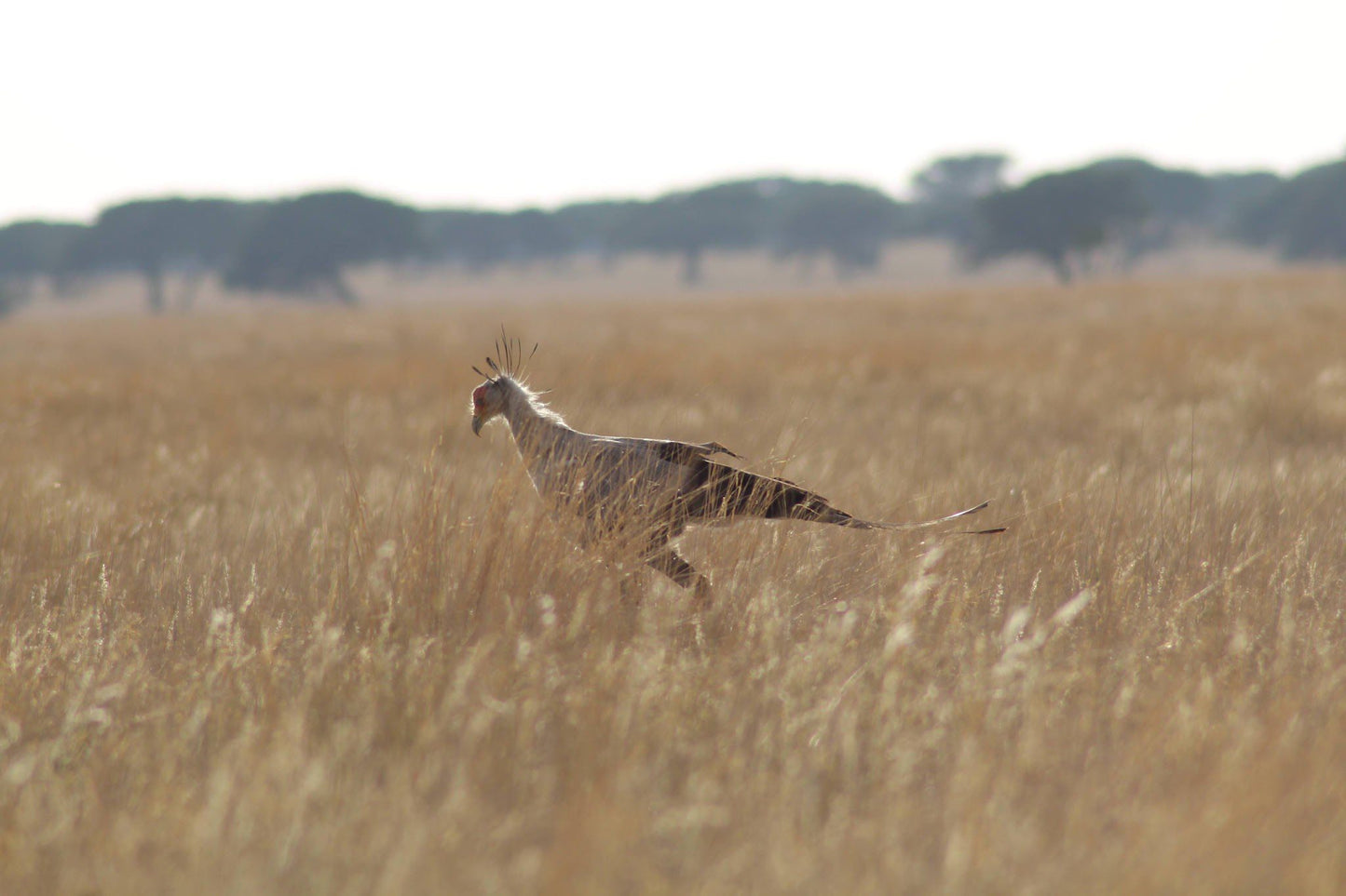  Benfontein Nature Reserve