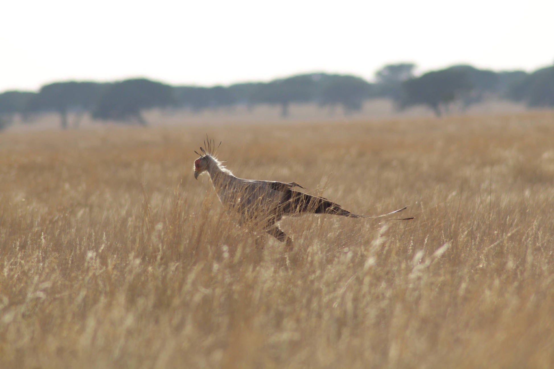  Benfontein Nature Reserve