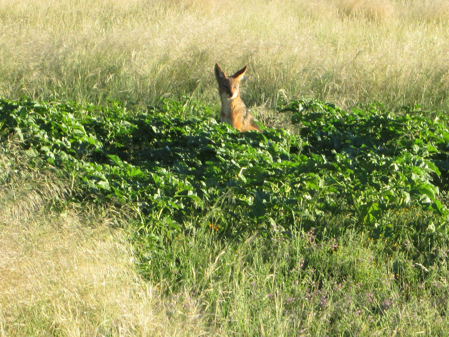  Benfontein Nature Reserve