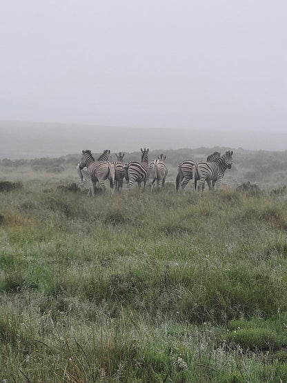  Bergplaas Nature Reserve