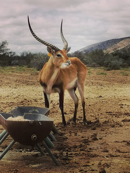  Bhejane Game Reserve