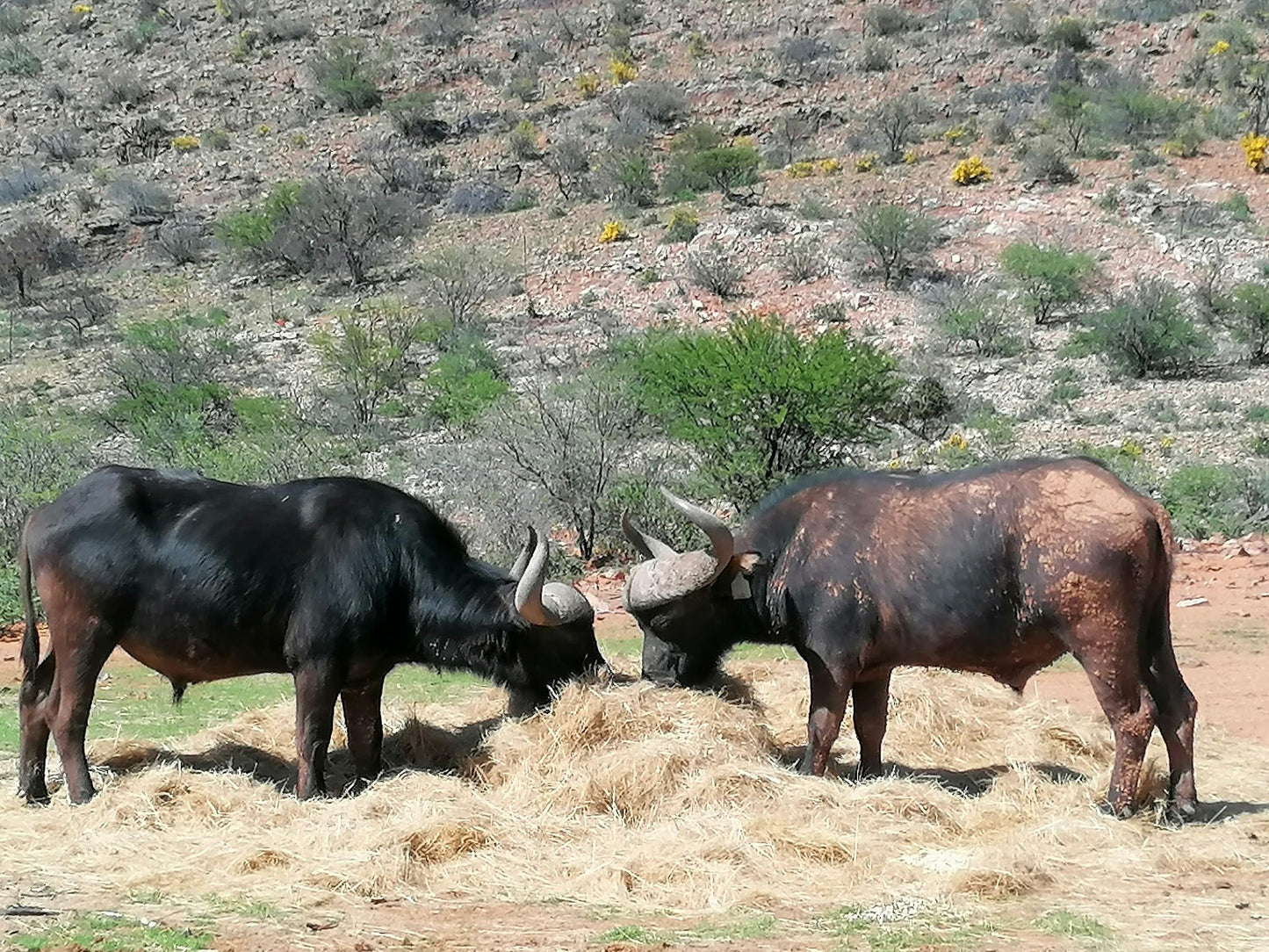  Bhejane Game Reserve