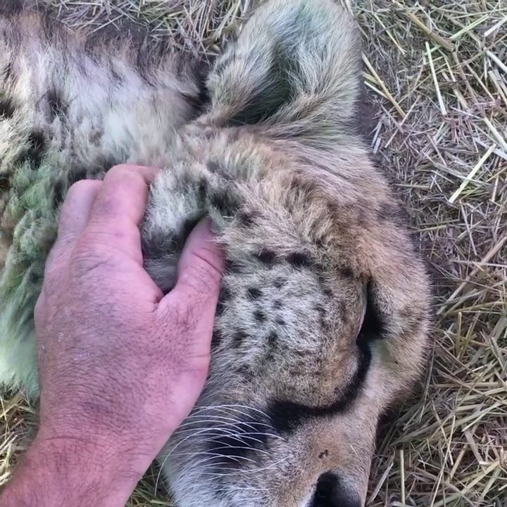  Big Cat Experiences