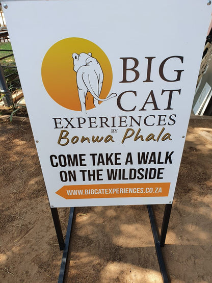  Big Cat Experiences