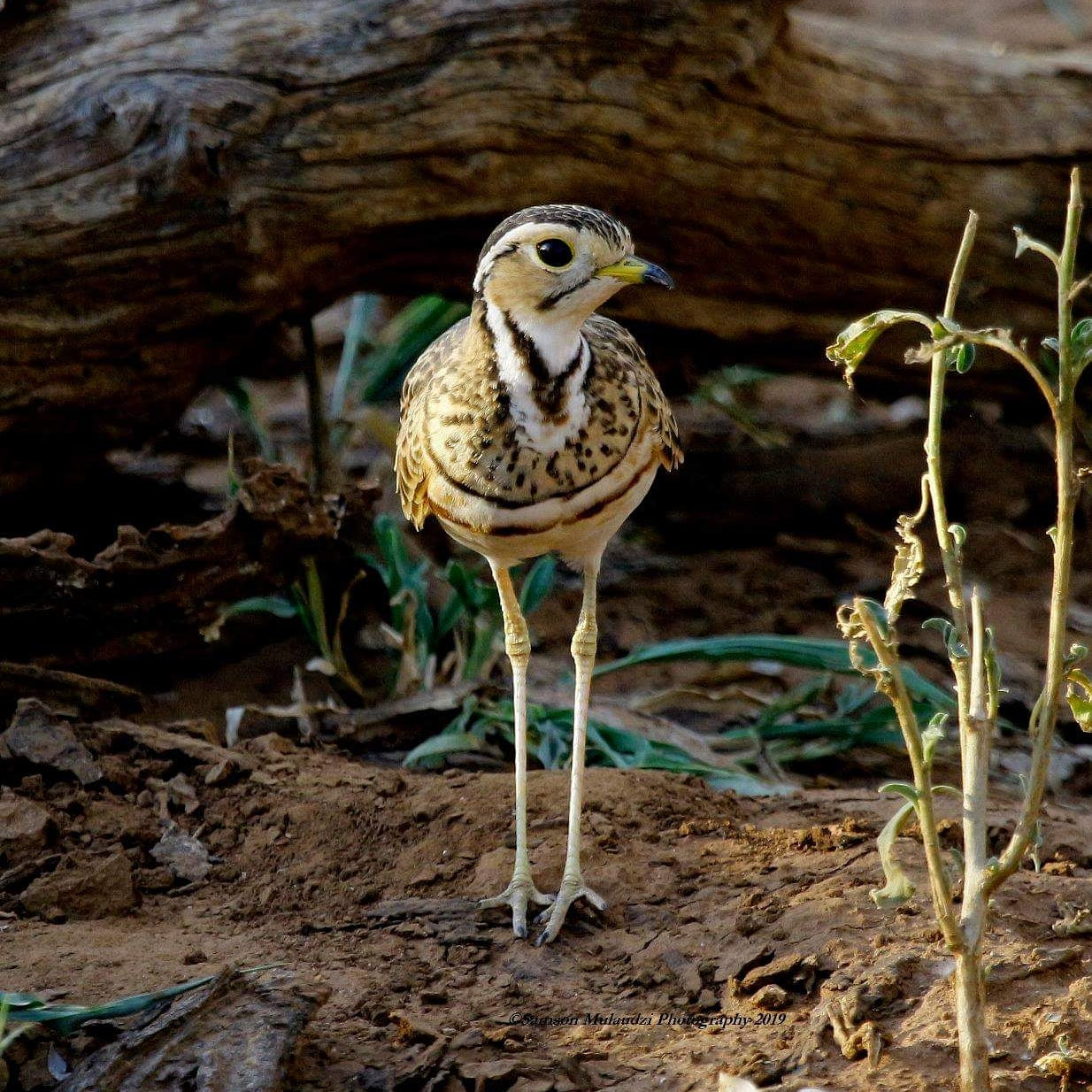 Birding Soutpansberg and Venda Tours