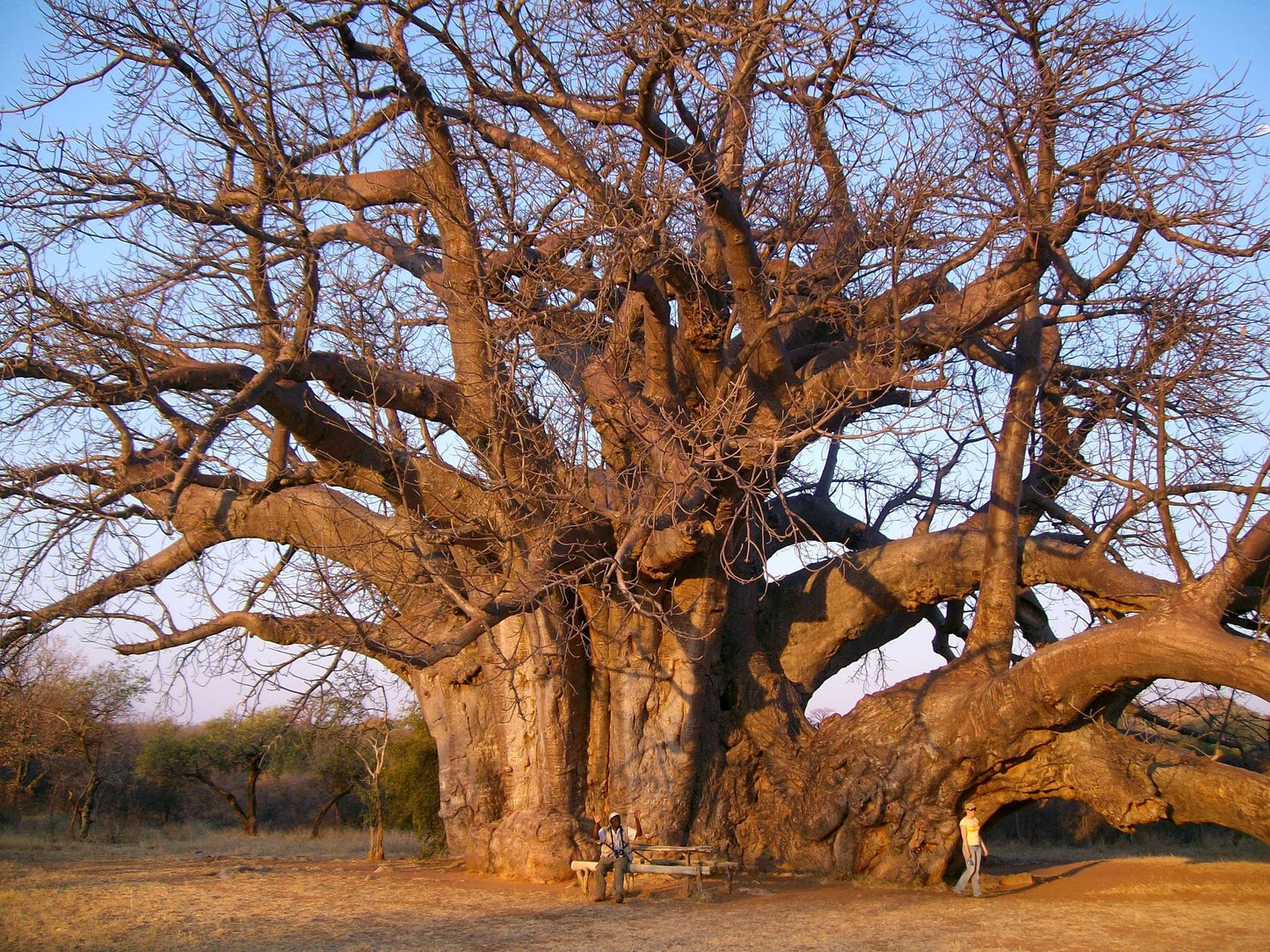 Birding Soutpansberg and Venda Tours