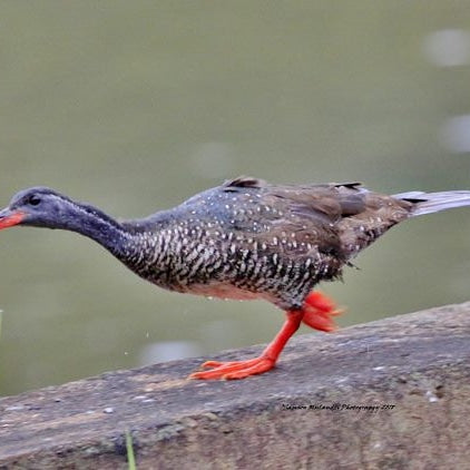 Birding Soutpansberg and Venda Tours