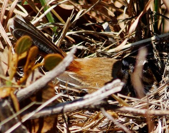 Birding Soutpansberg and Venda Tours