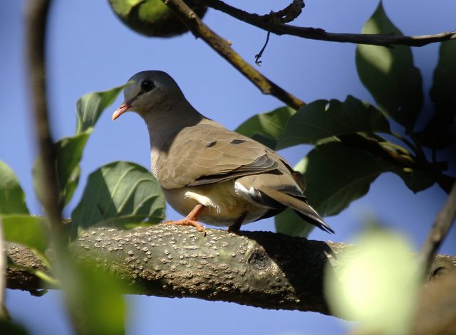 Birding Soutpansberg and Venda Tours