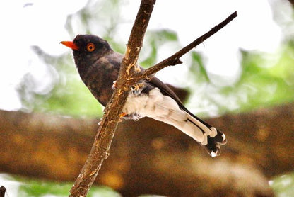 Birding Soutpansberg and Venda Tours