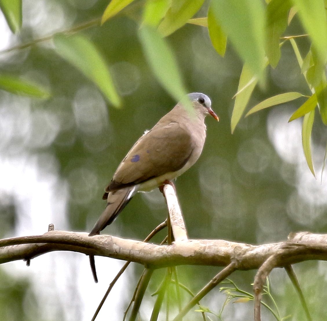 Birding Soutpansberg and Venda Tours