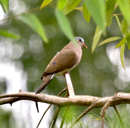 Birding Soutpansberg and Venda Tours