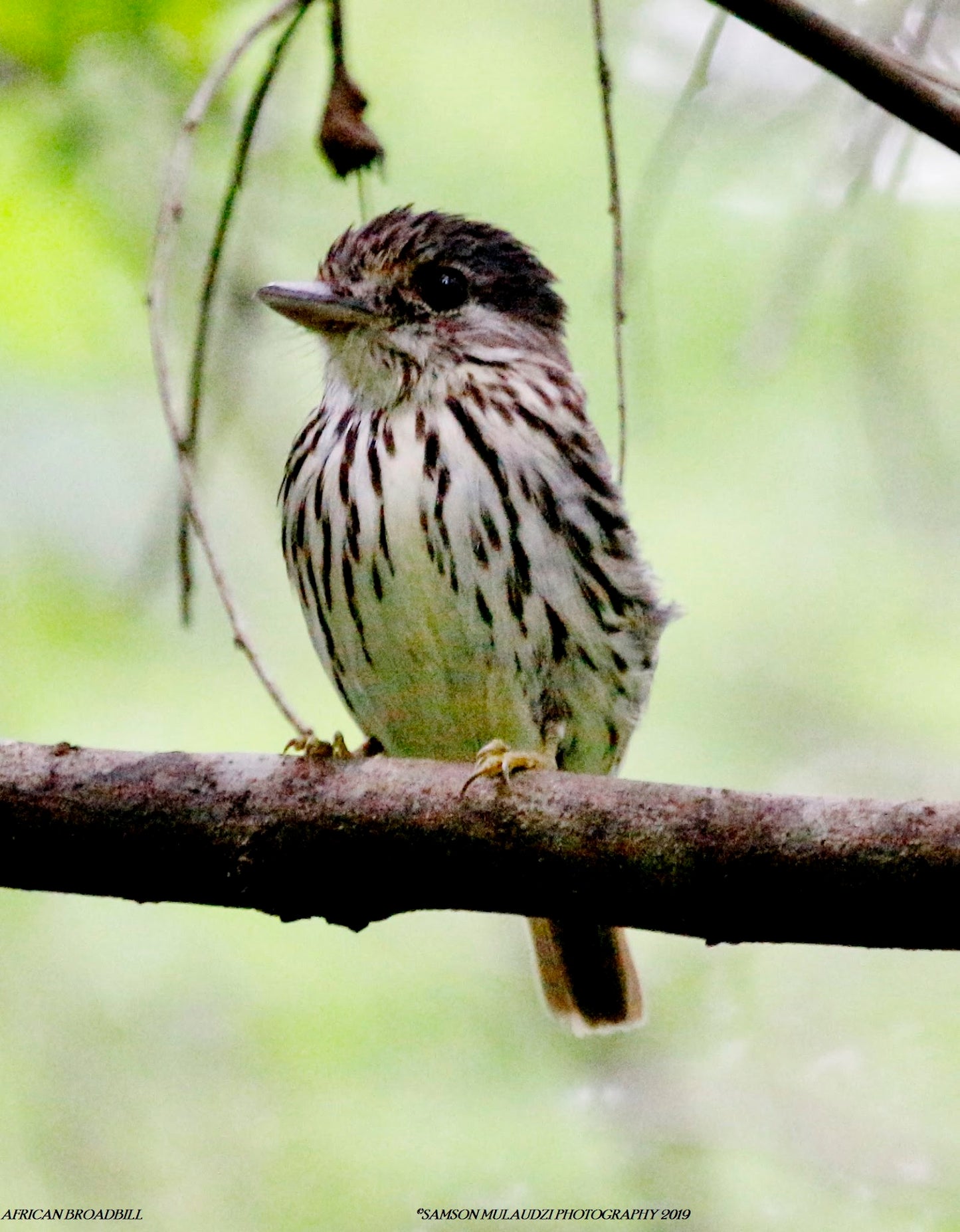 Birding Soutpansberg and Venda Tours