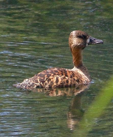 Birding Soutpansberg and Venda Tours