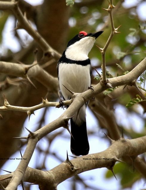 Birding Soutpansberg and Venda Tours