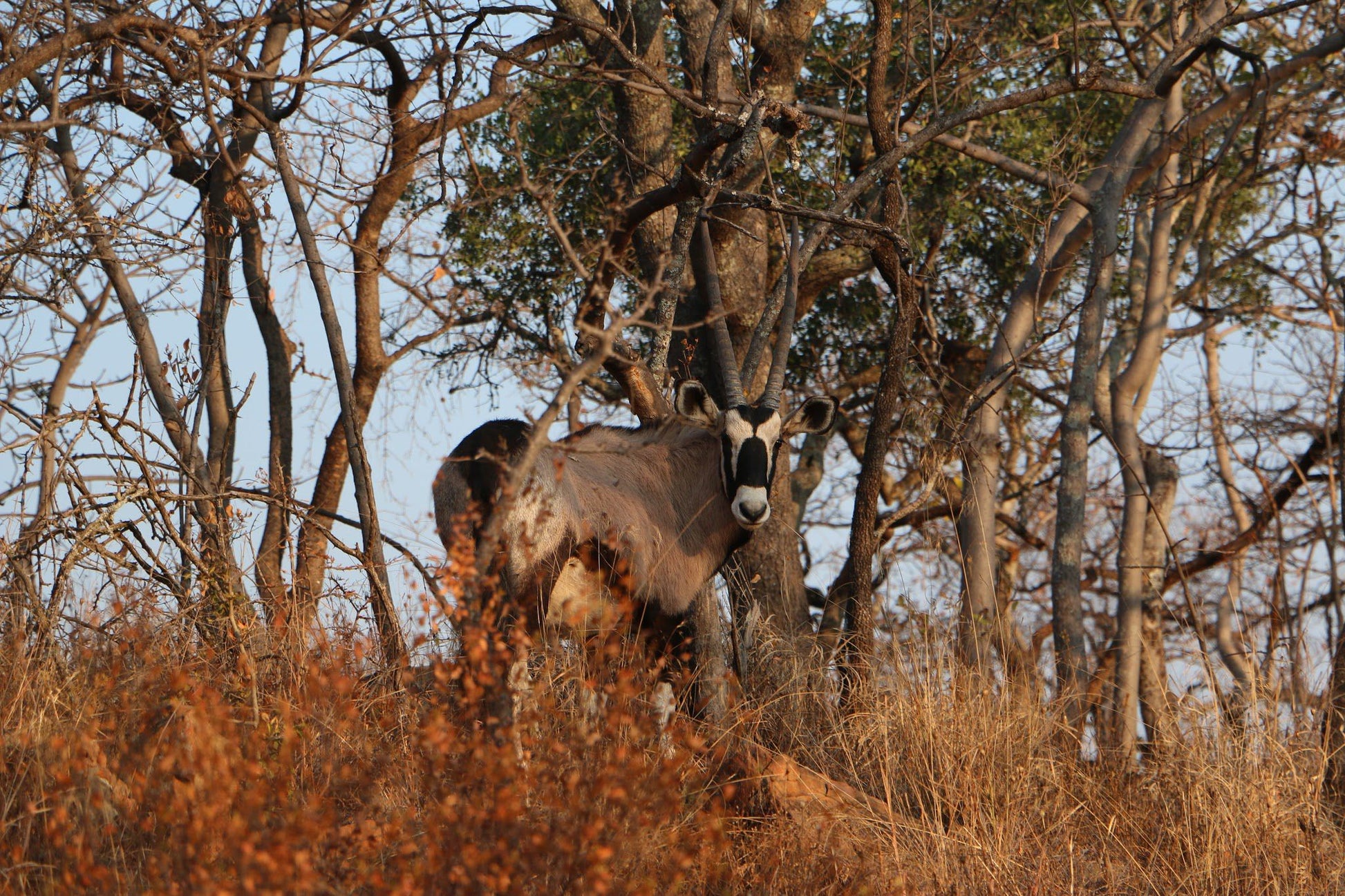  Black Leopard Camp