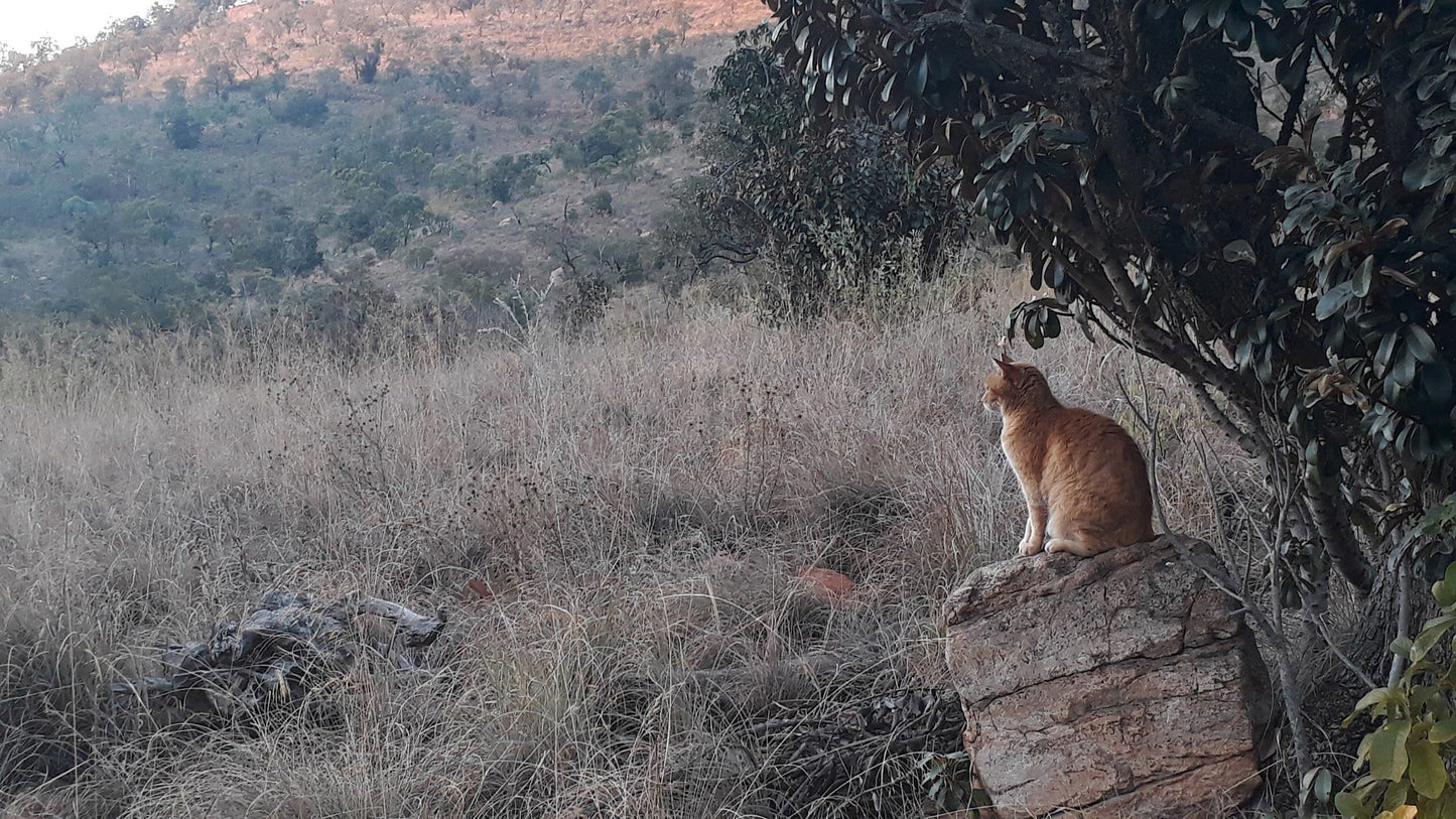  Black Leopard Camp