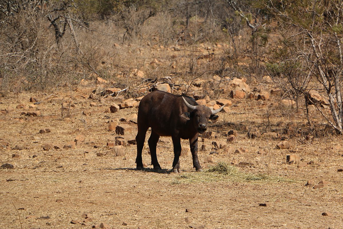  Black Leopard Camp