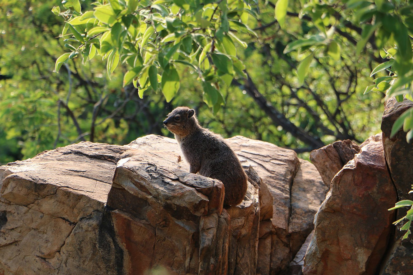  Black Leopard Camp