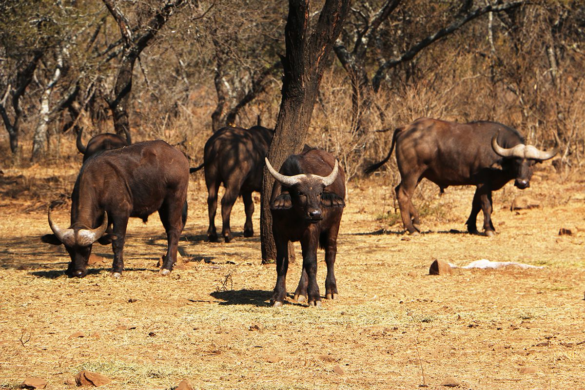  Black Leopard Camp