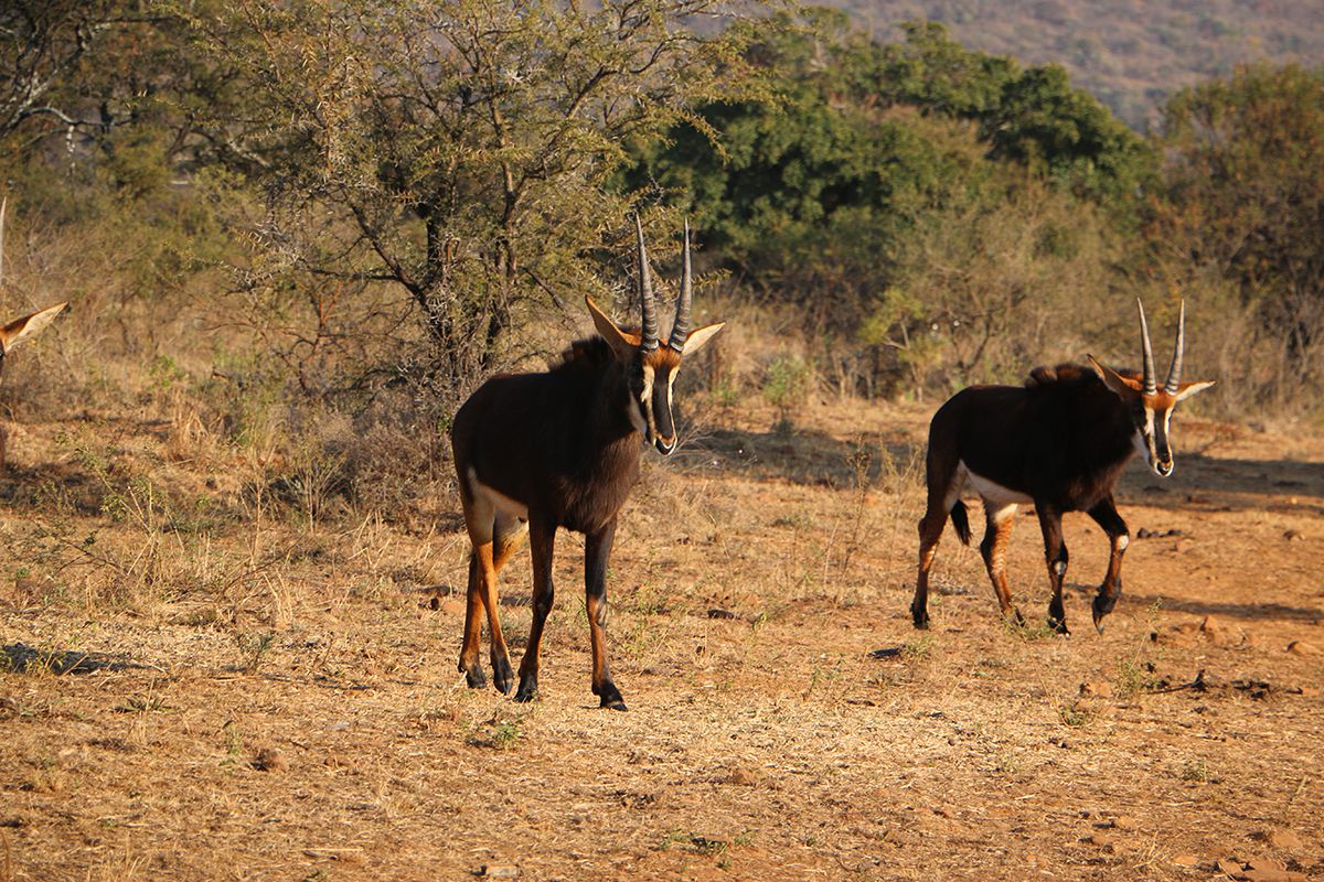  Black Leopard Camp