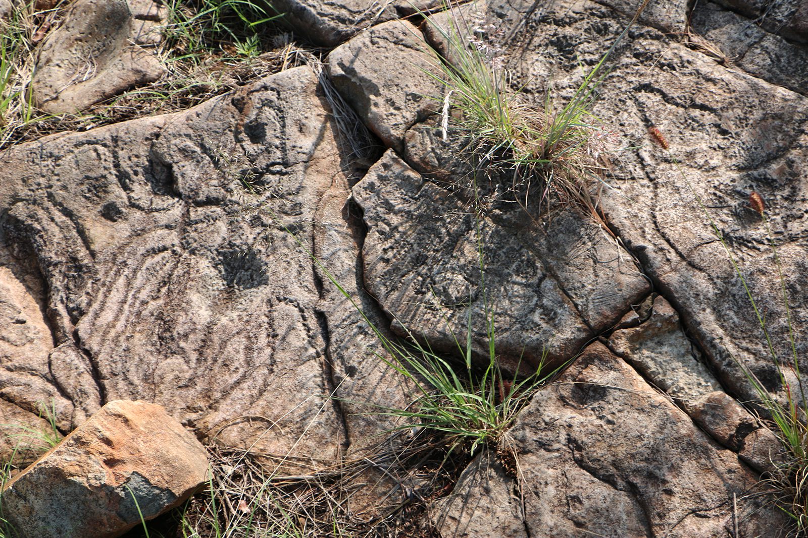  Black Leopard Camp