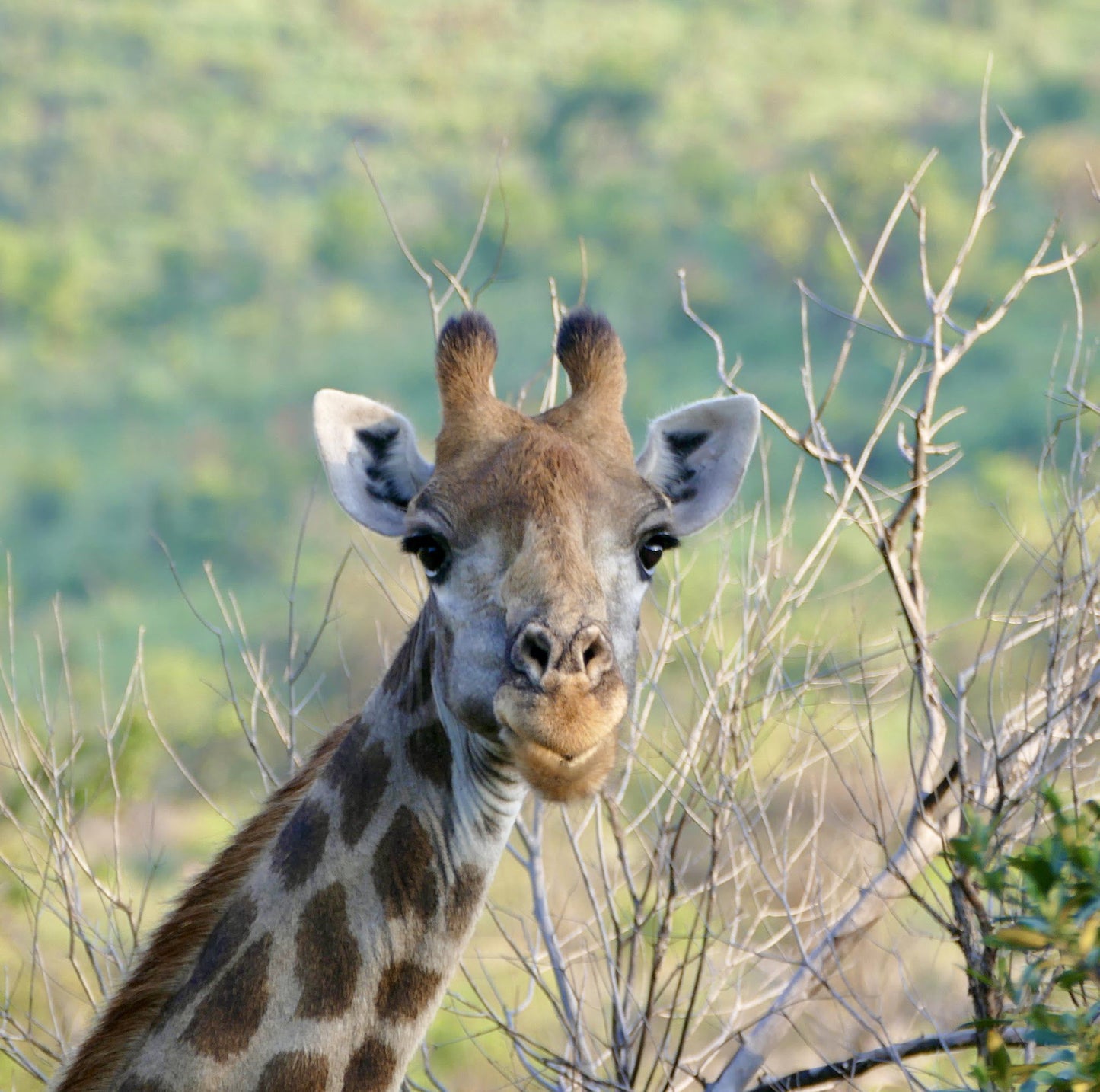  Black Rhino Game Reserve