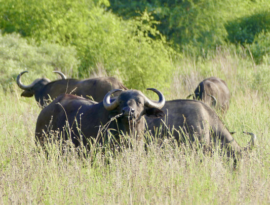  Black Rhino Game Reserve