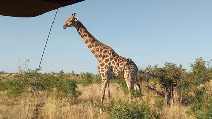  Black Rhino Game Reserve