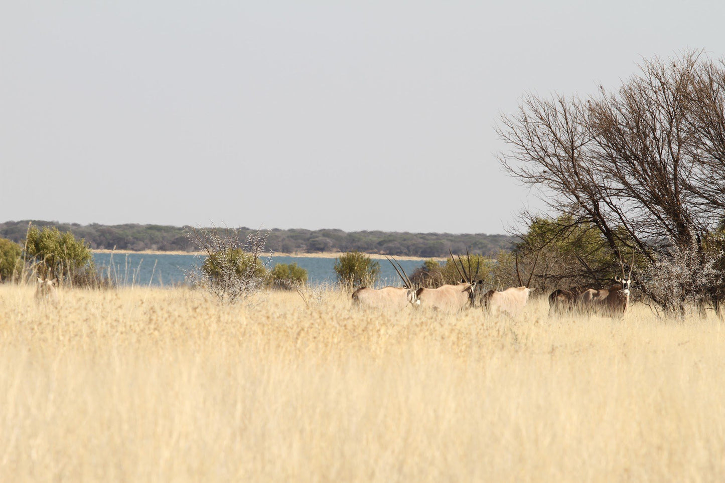  Bloemhof Dam Nature Reserve