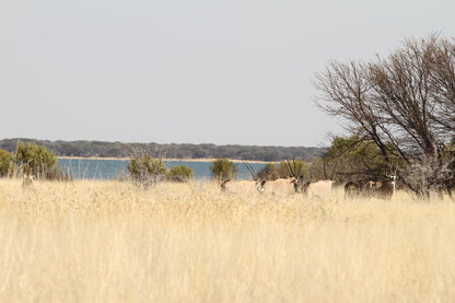  Bloemhof Dam Nature Reserve