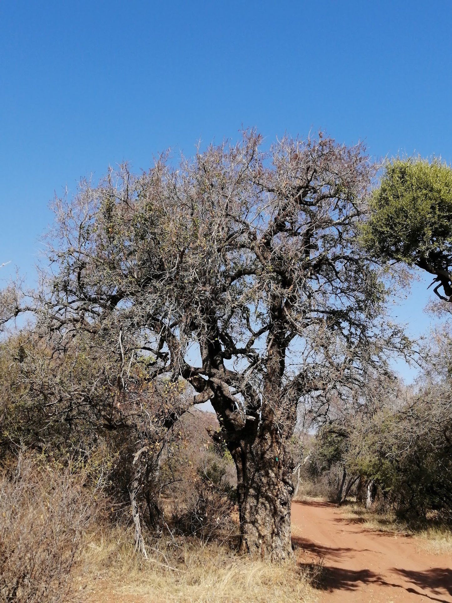  Blouberg Nature Reserve