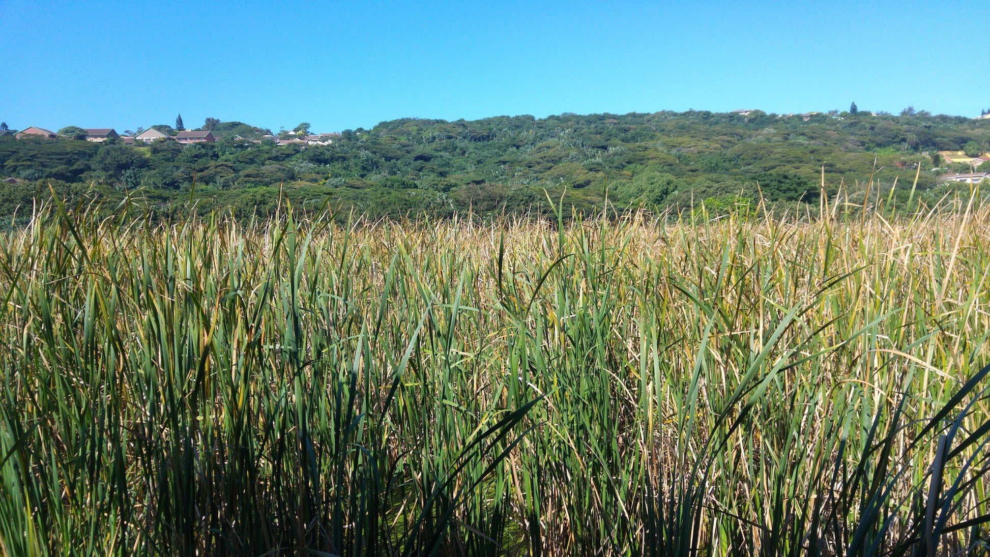  Bluff Nature Reserve