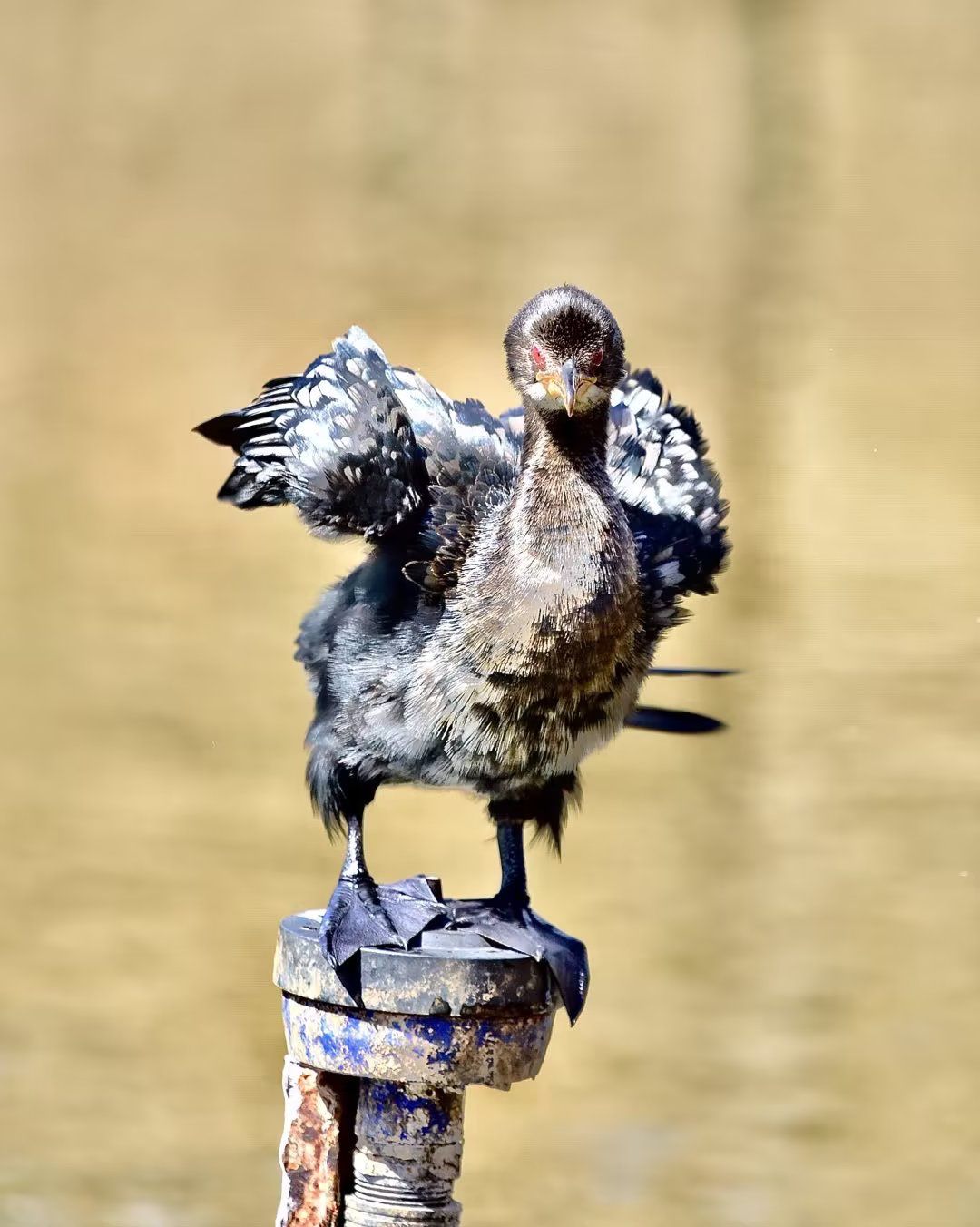  Boardwalk Bird Sanctuary