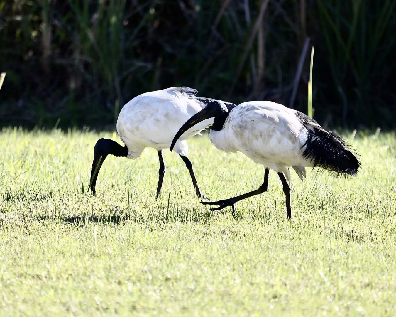  Boardwalk Bird Sanctuary