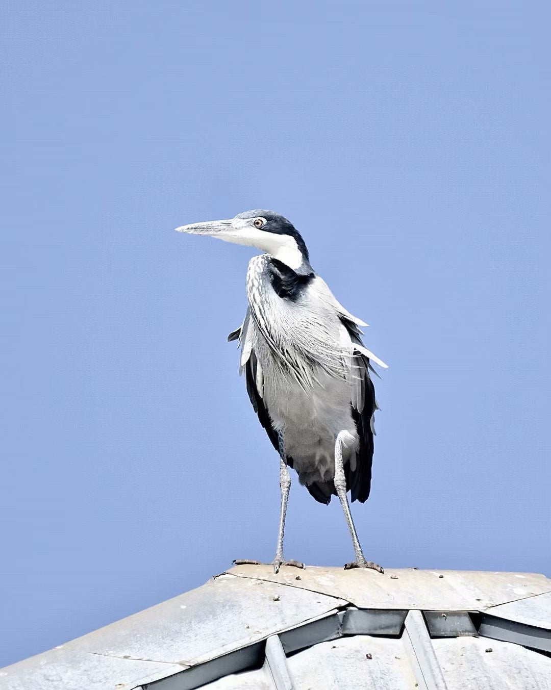  Boardwalk Bird Sanctuary