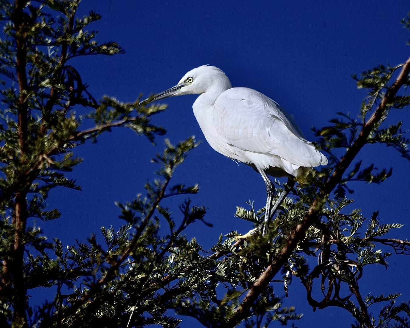  Boardwalk Bird Sanctuary