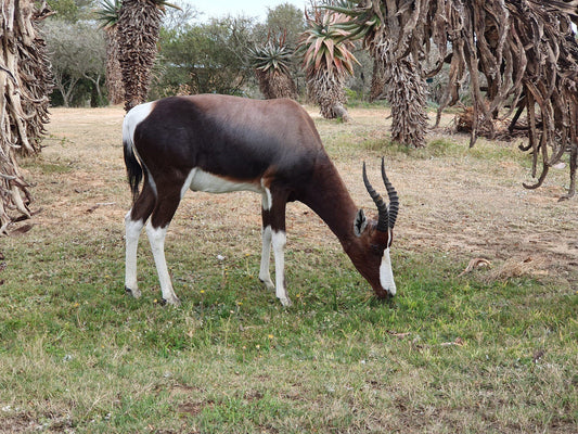  Bontebok National Park